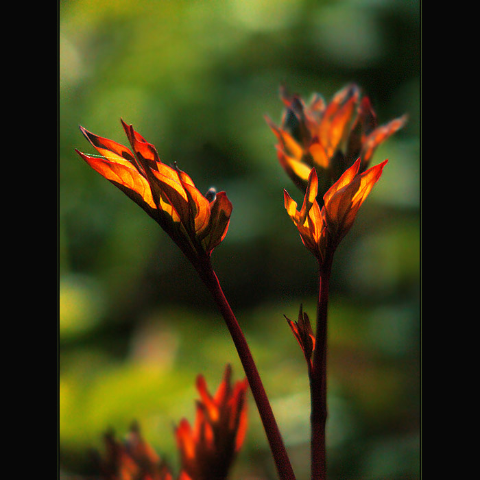 ***RUCE VZÝVAJÍCÍ SLUNCE***