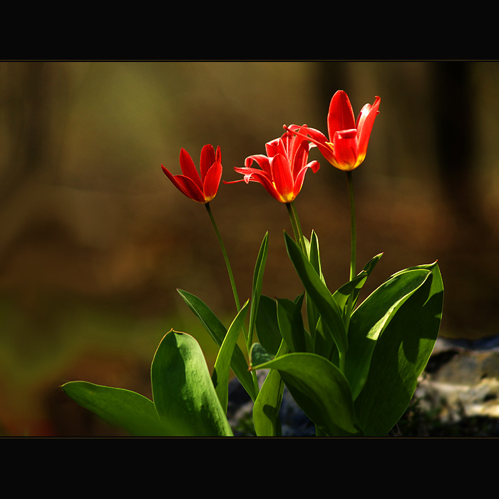 ***SOUŽITÍ TŘÍ POVAH***