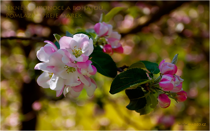 VESELÉ VELIKONOCE VŠEM