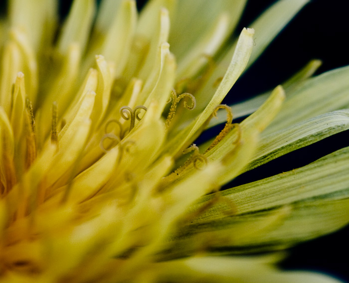 Svět pylu - pampeliska