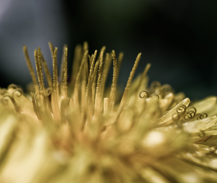 Svět pylu - pampeliska 2