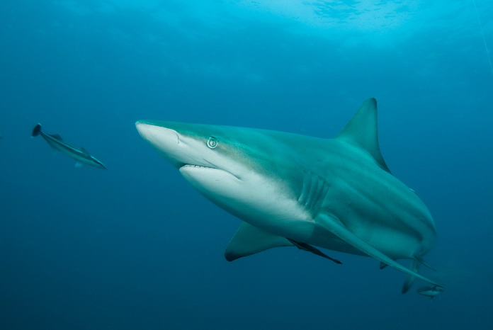 Žralok černocípý - Carcharhinus limbatus