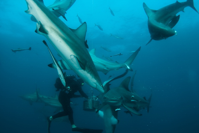 Sharks