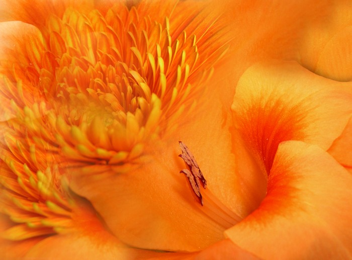 orange
