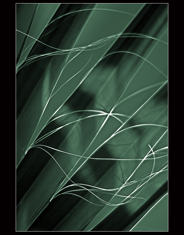 Čmárání v palmoví