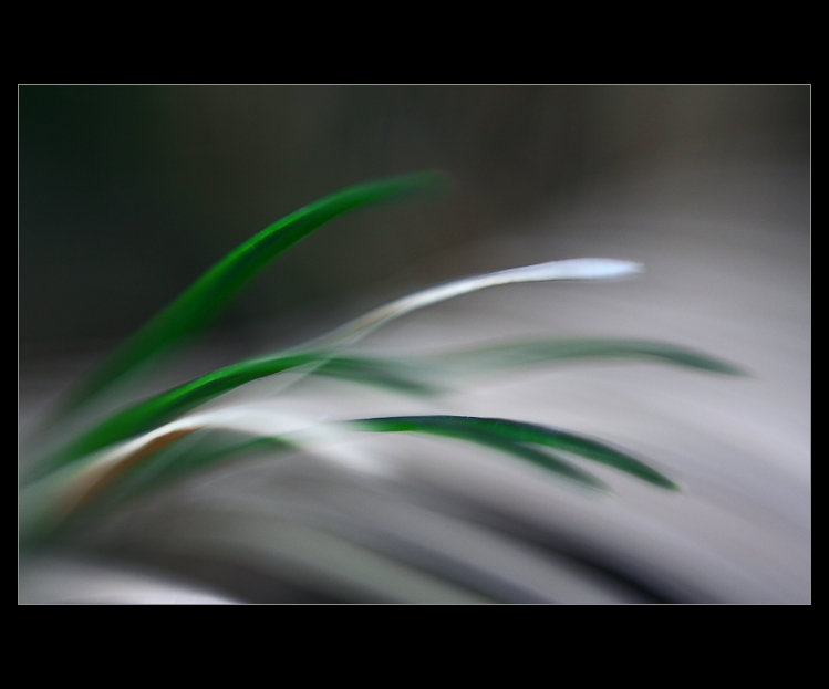 Mávání v palmoví