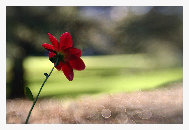 Jiřina v botanické zahradě
