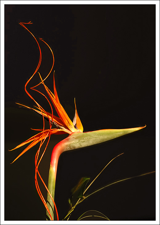 Strelicie