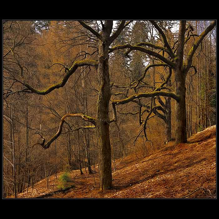 ...rokování Entů...