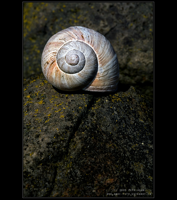 Maringotka k pronajmutí