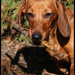 "Z mladické nerozvážnosti"