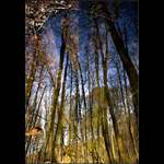 Water wood IV