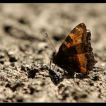 motyl