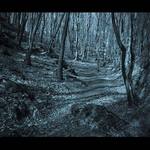 mystic forest