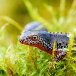 ...Cesta k vodě II. ...