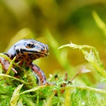 ...Cesta k vodě III. ...