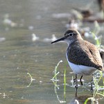 Pisík obecný (Actitis hypoleucos)