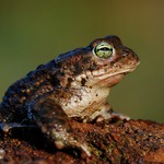 Ropucha krátkonohá (Bufo calamita)