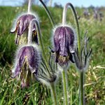 Koniklec luční český