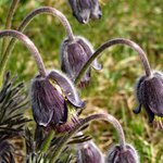 Koniklec luční český