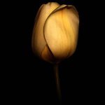 Bílý tulipán