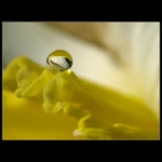 Narcisové proměny..