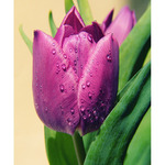 ...Tulipánová...I..