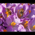 první jarní pozdravy...