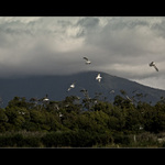 Svoboda v Jackson's Bay