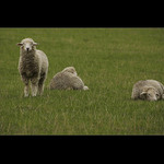 ..Nekoukej, já nejsem velikonoční beránek ale ovečka merino..