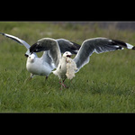 ..Ten je můůůj!..