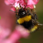 Mám rád růžové květy