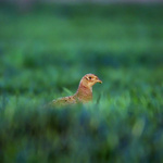 Podvečerní schovka