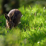 Běžím jako o život