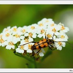 Tesařík ozbrojený