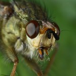  že mi nedáš pusinku?