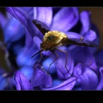  v modrých plamenech