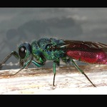  fešanda z okenního rámu