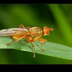  na serfu v zeleném moři