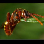  už se držím zuby, nehty!