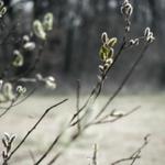 rozvijej se poupatko...