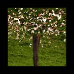 Petřínské stráně