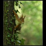 Stejně se ti schovám...