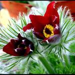 ...Jarní rozkvět...