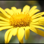 ...žlutá je dobrá....