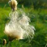 lapené paprsky slunce