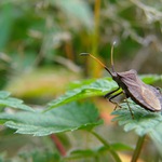 předvzletová příprava - pravý blinkr bliká...