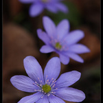 Hepatica nobilis