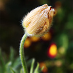 Okamžik pouhý a vykouknu