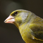 pan Zvonek   -  portrét :-)